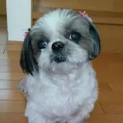 ののぱっち