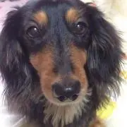 エイプ