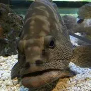 かよ蔵の画像