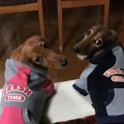 ココママの画像