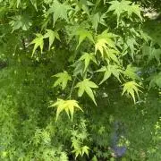Mimaの画像