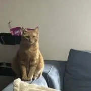 きちの画像