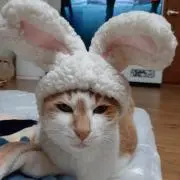 sanaの画像