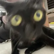 かえるちゃんの画像