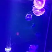 がつこ☆　発送にお時間かかる場合ありますの画像