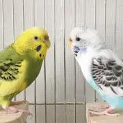 SAKANAの画像
