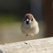 さっさん