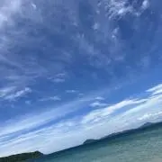 ひまわりの画像