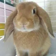 ふりかけ