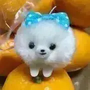 ルーシーの画像