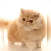 YUKI❋(*´˘`*)♡の画像