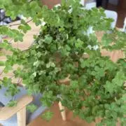 るるる(プロフご確認お願いいたします）