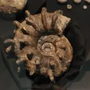 黒系の画像