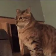 ねずみの画像