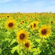 チャーミーの画像