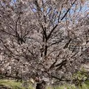 さくらチェリーの画像