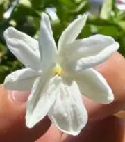 ミーキラの画像