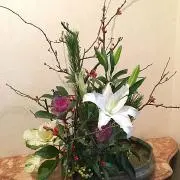 Camelliaの画像