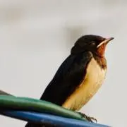 Lalalaの画像