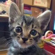 にゃん吉