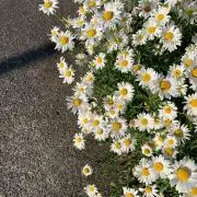 hanaの画像
