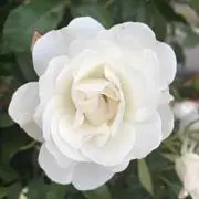 かおりん
