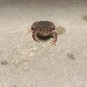カルロスじゃんマサルの画像