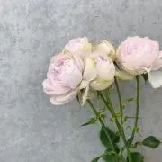 おにぎりの画像
