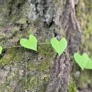 kの画像
