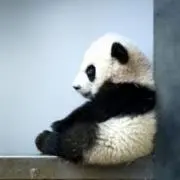 azukiの画像