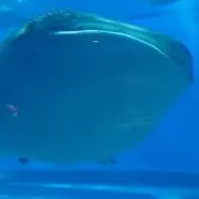 メイの画像