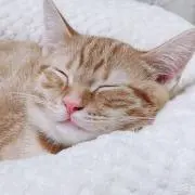 しまりすの画像