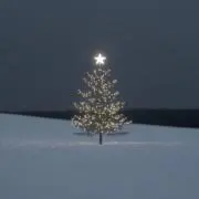 berryの画像