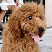 Saの画像