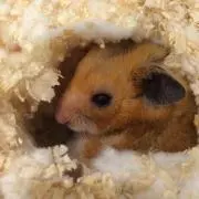 プロフ必読下さい☆ミルクチョコの画像