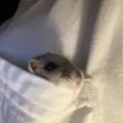 こつぶの画像