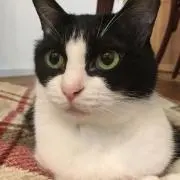 ももちゃんの画像