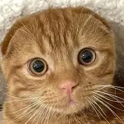 nの画像