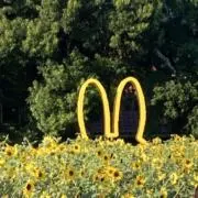 みるきーの画像