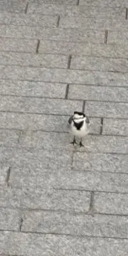 ひろむんな