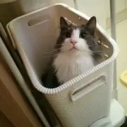 ねこのしっぽ