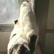 かにさんデラックスの画像