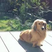 しぇーたんの画像