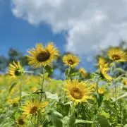 Buzzの画像