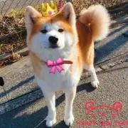 Kathy ▷  ^_^⌒☆フォロー割引の画像