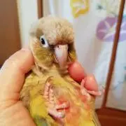 まみー