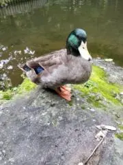 たあさの画像