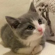 むらレオンの画像