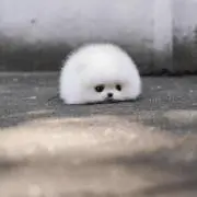 Peの画像