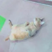 メイちゃん